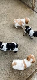 Cuccioli di breton