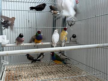 Diamanti di Gould