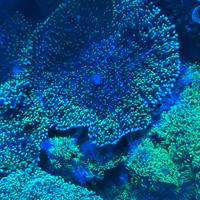 Talea coralli Rhodactis verde Large