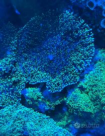 Talea coralli Rhodactis verde Large