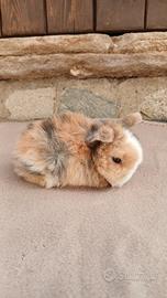 cuccioli minilop 