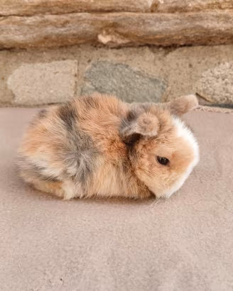 cuccioli minilop 