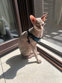 Sphynx da monta