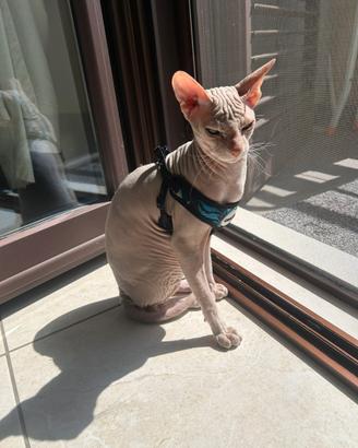 Sphynx da monta