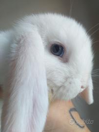 Cuccioli di coniglio nano ariete