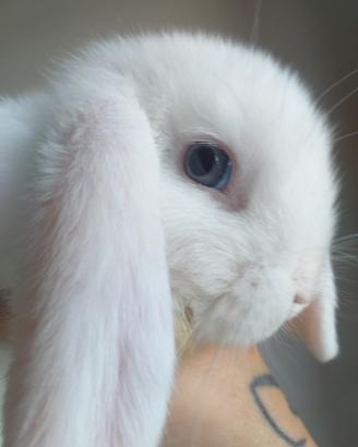 Cuccioli di coniglio nano ariete