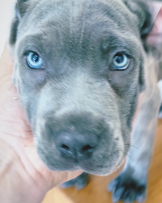 Cuccioli di Corso grigio e nero Pedigree ENCI FCI