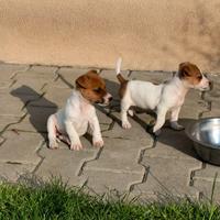 Cucciola jack Russell 2 mesi