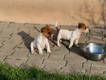 Cucciola jack Russell 2 mesi