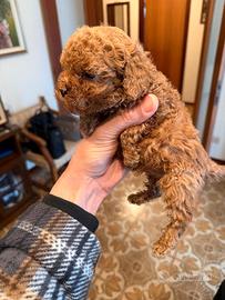 Cucciola Barboncino Toy