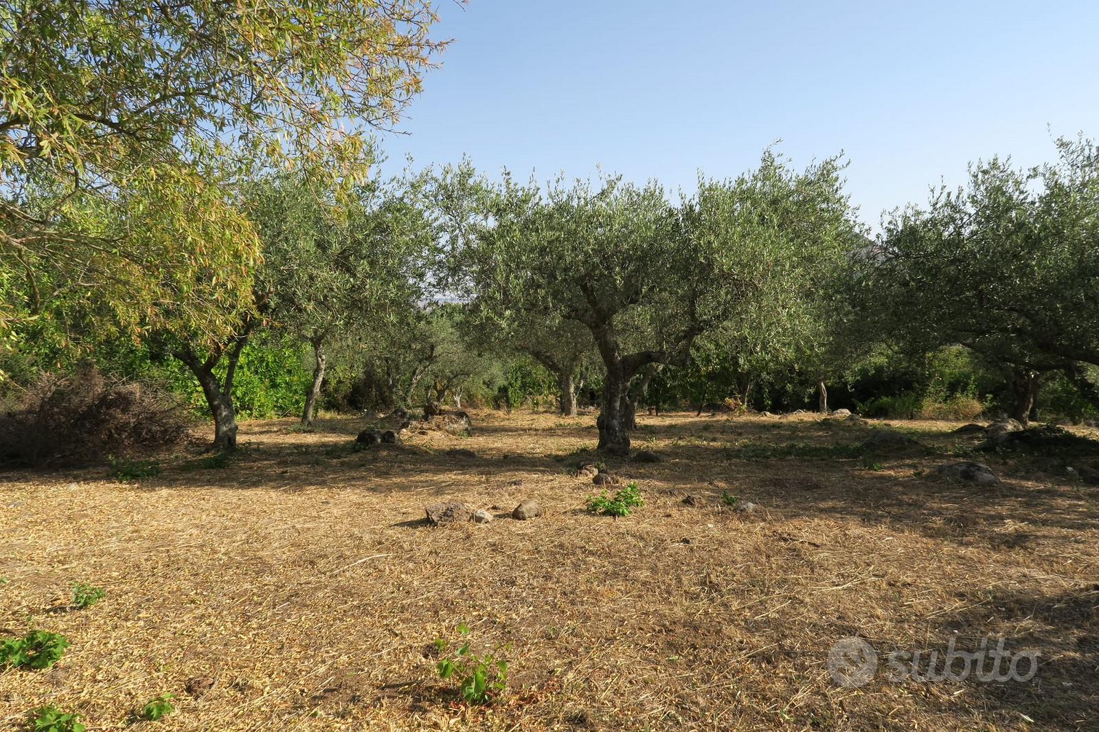 Oliveto di 6000m con circa 60 piante - Vista 4