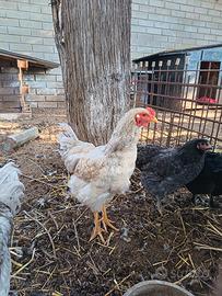 Gallo ameraucana