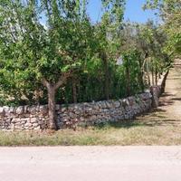 Ciliegeto in agro in parte edificabile tra Ceglie