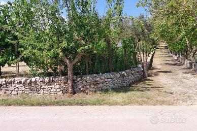 Ciliegeto in agro in parte edificabile tra Ceglie