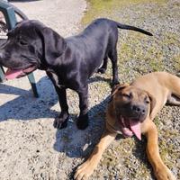 In buone mani cani corso -dogo argentino 4 mesi