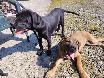 In buone mani cani corso -dogo argentino 4 mesi