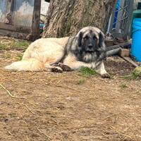 Cuccioli pastore del Caucaso e maremmano