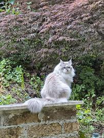 Gatto siberiano per monta