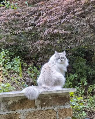 Gatto siberiano per monta