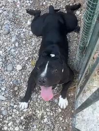 Amstaff 3anniSFORTUNATO,H24 IN BOX SENZA USCIRE MN