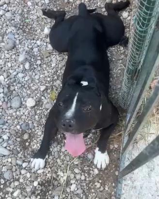 Amstaff 3anniSFORTUNATO,H24 IN BOX SENZA USCIRE MN