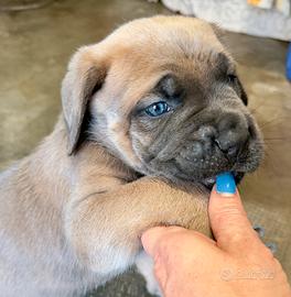 Cuccioli Cane Corso