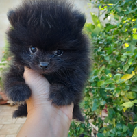 Cucciolo spitz pomerania nano