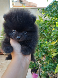 Cucciolo spitz pomerania nano