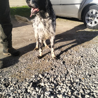 Birba : Cane da ferma setter inglese