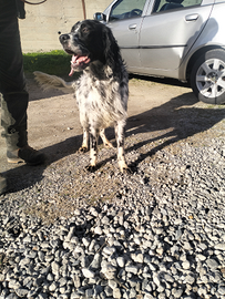 Birba : Cane da ferma setter inglese