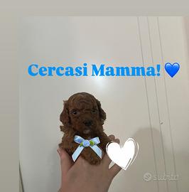 Cucciolo di barboncino