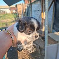 Cuccioli taglia piccola