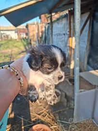 Cuccioli taglia piccola