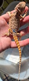Pogona red-drago barbuto