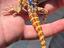 Immagine 1