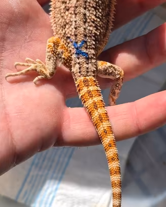 Pogona red-drago barbuto
