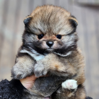 Cucciolo di spitz