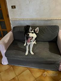 Husky simberian
