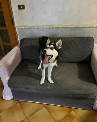 Husky simberian