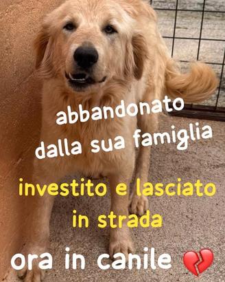 GOLDIE 5 ANNI simil Golden Retriever