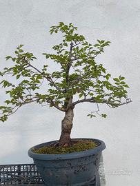 bonsai