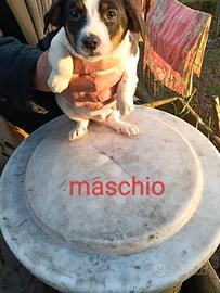 Cuccioli taglia piccola