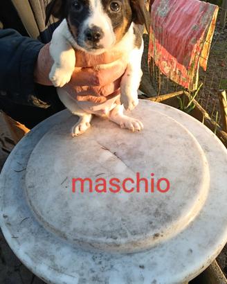 Cuccioli taglia piccola