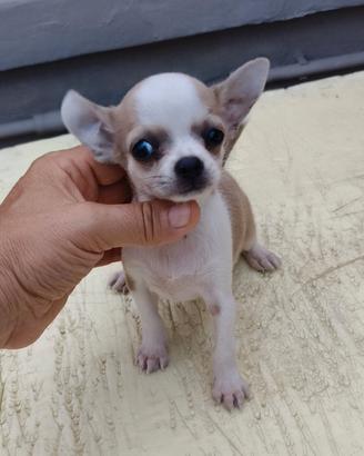 Cucciola chihuahua