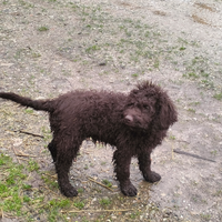 Lagotto Romagnolo