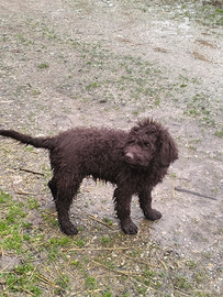 Lagotto Romagnolo