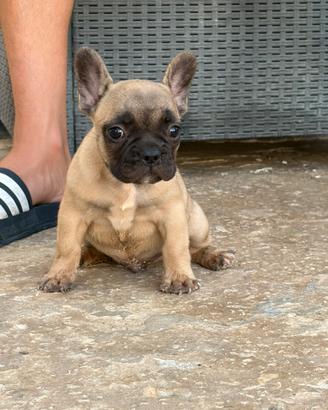Bulldog francese