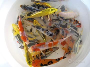 Carpe koi