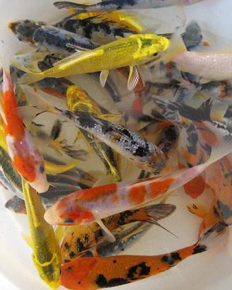 Carpe koi