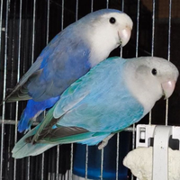 Inseparabili roseicollis